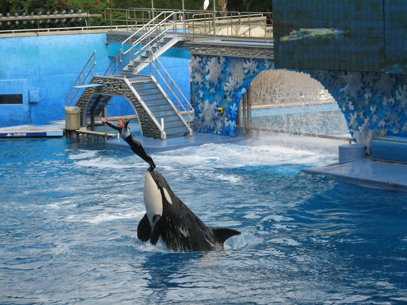 IMG_0367.JPG - Shamu at SeaWorld