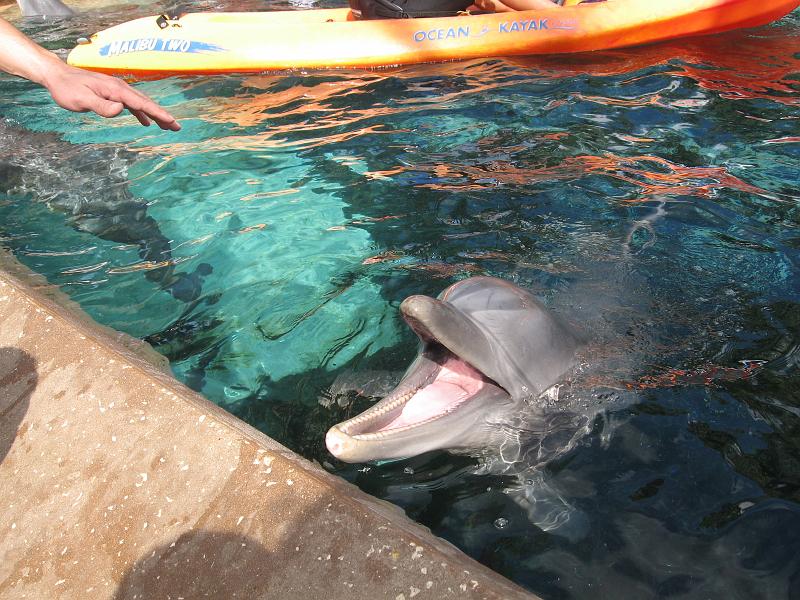 IMG_0376.JPG - The boys got to feed the dolphins.