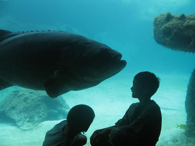 IMG_0279.JPG - This fish is bigger than the boys.