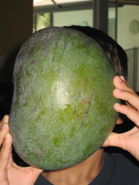 IMG_0348.JPG - Big mango from our mango tree! It's bigger than Hunter's head.